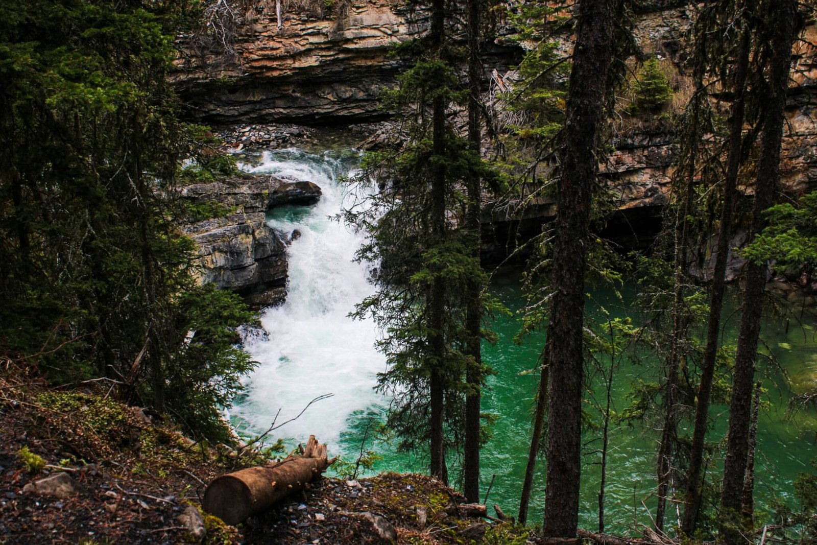 a river running through a forest filled with trees